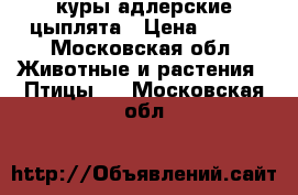  куры адлерские цыплята › Цена ­ 150 - Московская обл. Животные и растения » Птицы   . Московская обл.